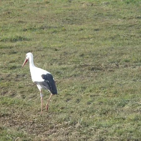 Le Parc Du Marlenberg Marlenheim